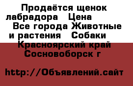 Продаётся щенок лабрадора › Цена ­ 30 000 - Все города Животные и растения » Собаки   . Красноярский край,Сосновоборск г.